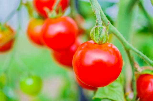 小学生の子どものプチトマトが枯れた原因は 夏のベランダでのプランター栽培で気を付けること いろいろ気になるの